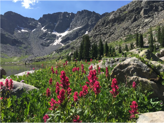 Get Wild: Can we save our wilderness areas? - Vimarsana News